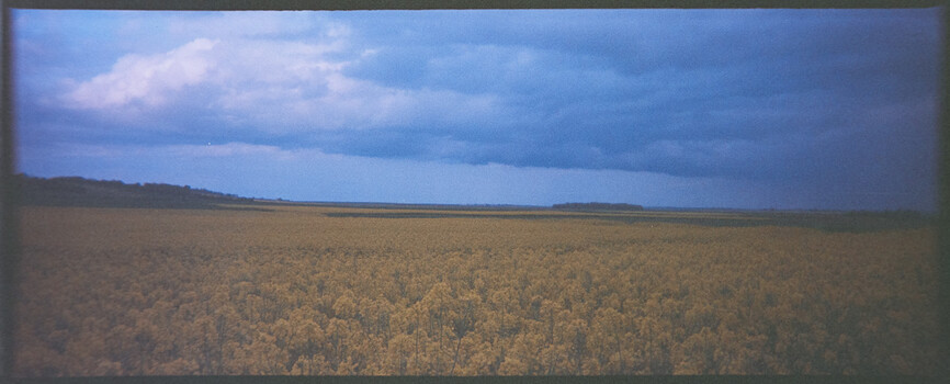 Vast grain field stretching to the horizon beneath a dramatic blue sky with storm clouds.